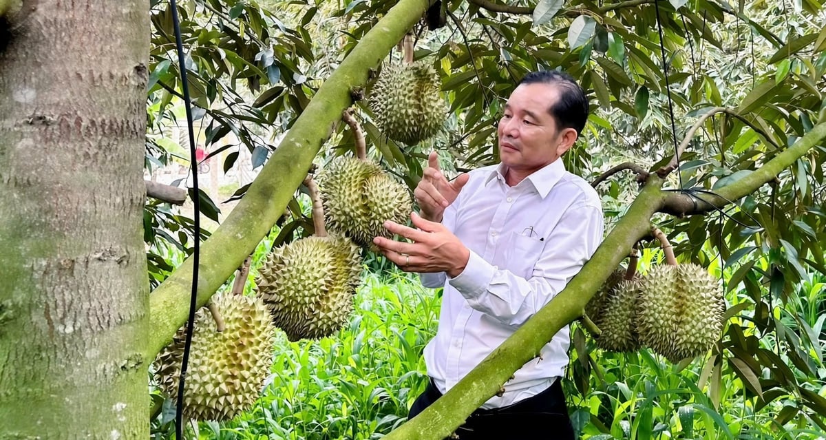 Amid a heavily laden durian orchard, Khuong carefully tends each season’s sweet harvest. Photo: Tran Phi.