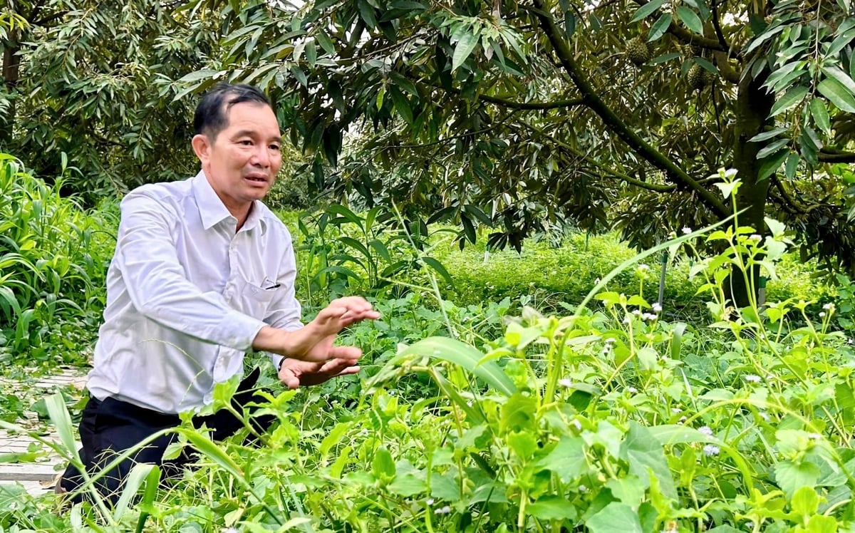The grass beneath the tree canopy is preserved as part of Khuong’s way of maintaining soil fertility over the long term. Photo: Tran Phi.