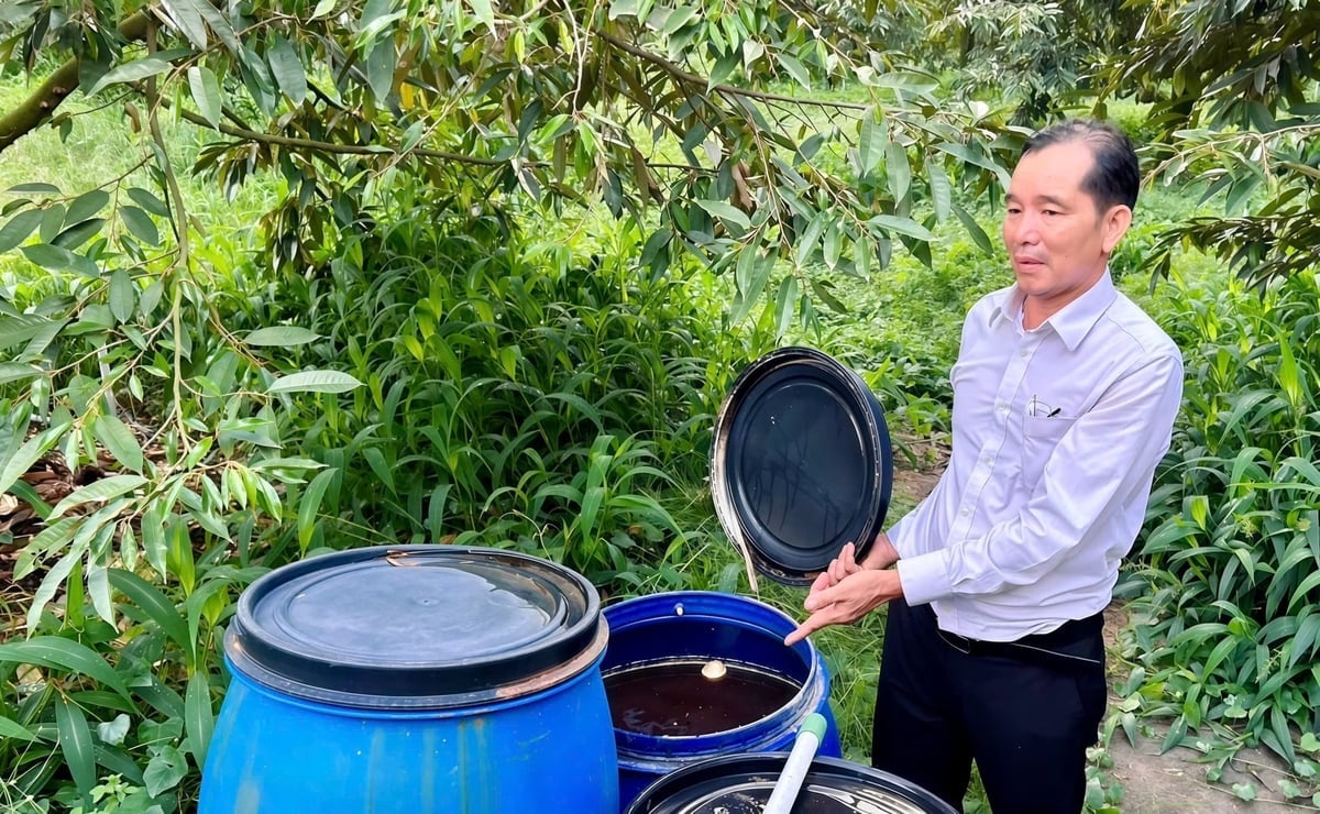 Fermented fish fertilizer is Khuong’s secret to keeping the trees healthy and preventing soil degradation. Photo: Tran Phi.