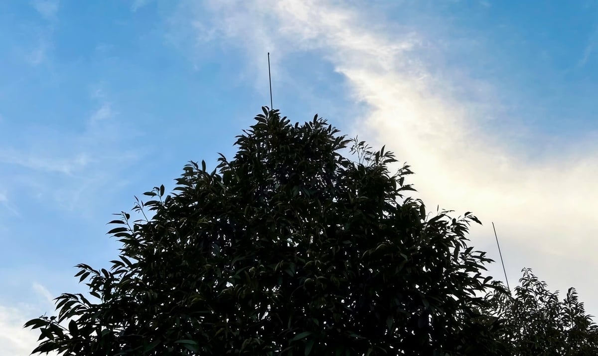 Automated irrigation and spraying systems reach the tree canopy, supporting the sustainable growth of the durian orchard. Photo: Tran Phi.