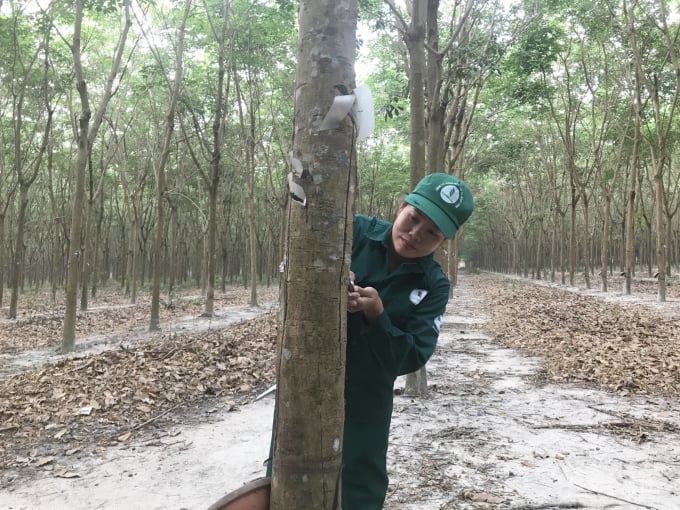 Harvesting rubber latex at Binh Long Rubber One Member Co., Ltd. Photo: Thanh Son.