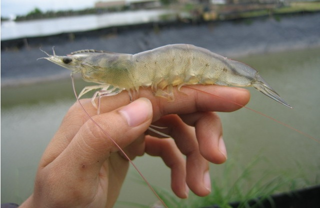 White shrimp prices today, August 8, are stable compared to yesterday.