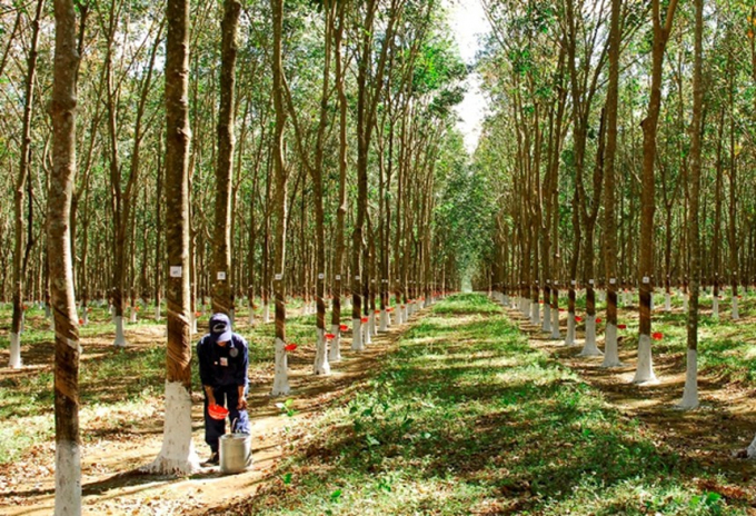 Rubber prices today, September 10: go down to the bottom in Japan market. 
