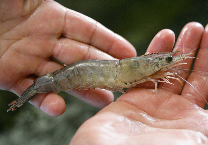 White shrimp today, September 10, fluctuate oppositely by VND 1,000-5,000 in some types.
