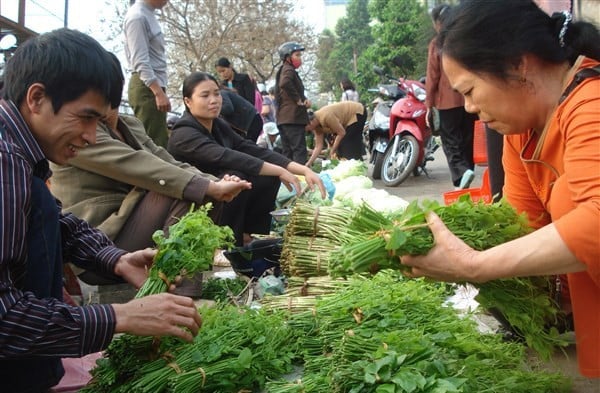 Rau dạ hiến rừng được nhiều người yêu thích bởi hương vị thơm ngon đặc trưng của núi rừng. Ảnh: TL.