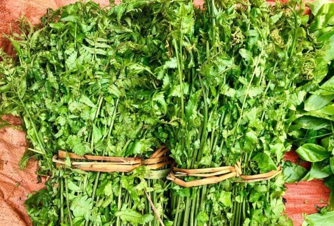 Rau dớn rừng. Ảnh: TL.