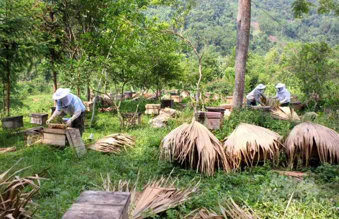 Cao Bằng có nhiều điều kiện tự nhiên để phát triển nghề nuôi ong mật. Ảnh: NT.