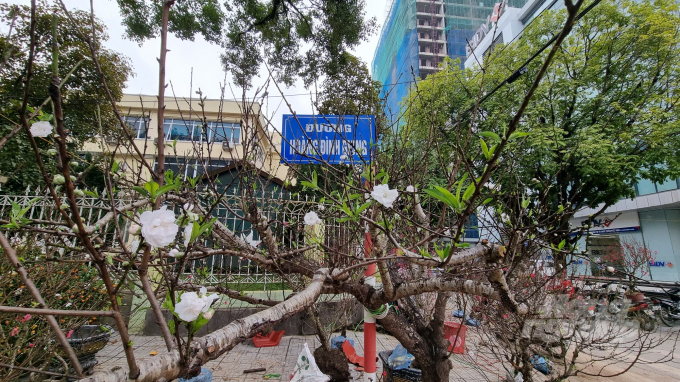 5-174626_877.jpg Một cây bạch đào cổ thụ có giá bán 12 triệu đồng, nếu thuê chơi tết giá 8 triệu đồng.