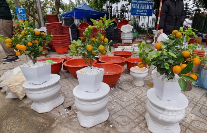 6-174649_195.jpg Năm nay, do dịch bệnh Covid-19 dẫn đến thu nhập nhiều người dân bấp bênh nên các loại cây quất để bàn giá rẻ được ưa chuộng.