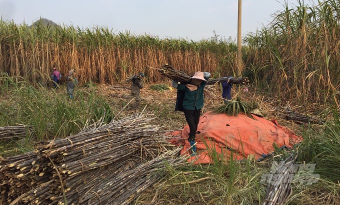 Người dân thị trấn Hòa Thuận, huyện Quảng Hòa thu hoạch mía. Ảnh: Công Hải.