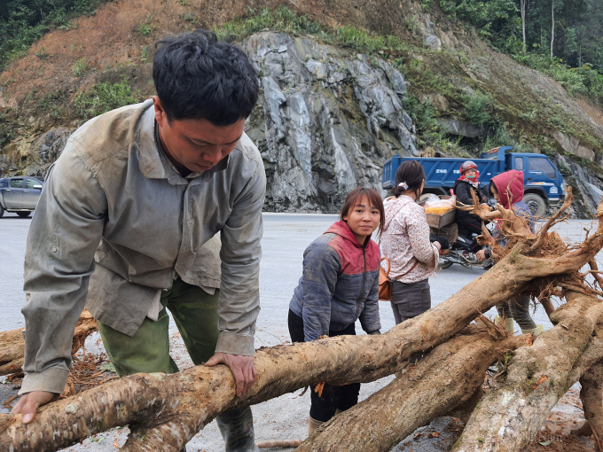 Theo những người bốc vác, những cây đào cổ được thu gom trong dân.