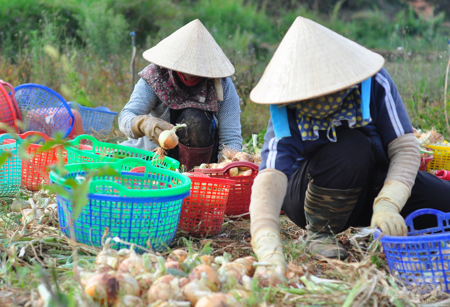 anh-8-hanh-tay-090751_997.jpg Cũng theo nông dân, giá hành tây hiện cao gấp 3 lần so với niên vụ năm 2019.