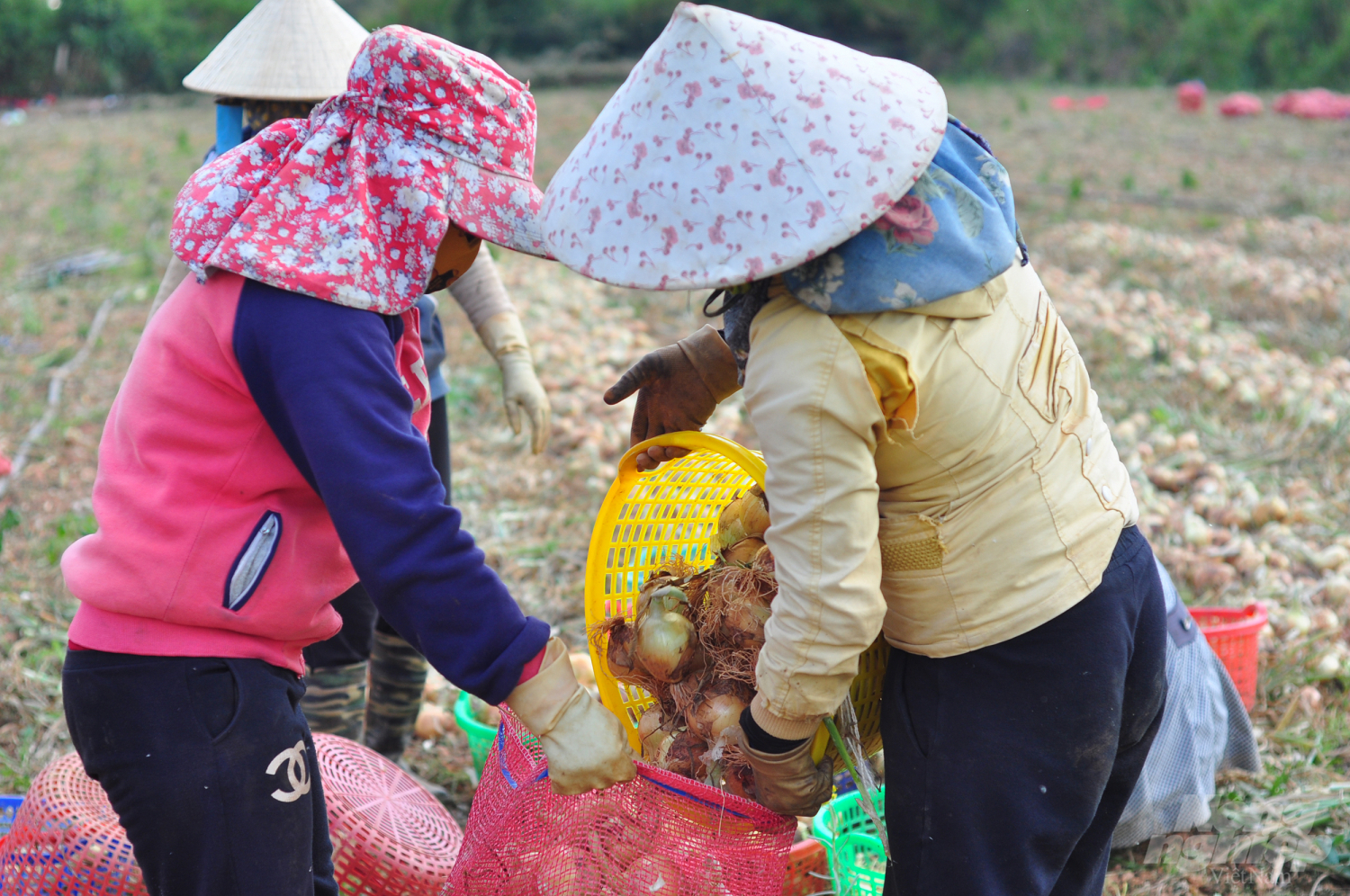 anh-9-hanh-tay-090752_652.jpg Người dân thu hoạch, đóng hành vào các bao tải lớn để chuyển cho thương lái.