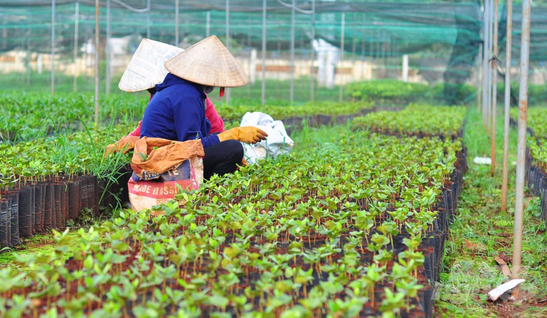 anh-1-cay-giong-084536_108.jpg Viện Khoa học Kỹ thuật Nông Lâm Nghiệp Tây Nguyên (WASI) có trụ sở tại TP Buôn Ma Thuột (Đăk Lăk) là nơi nghiên cứu, sản xuất giống cây trồng chất lượng cao, phục vụ nhu cầu sản xuất trồng mới và tái canh của bà con 5 tỉnh vùng Tây Nguyên.