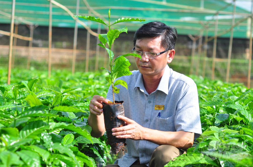 anh-4-cay-giong-084539_387.jpg Ông Đào Hữu Hiền, Giám đốc Trung tâm Nghiên cứu và Chuyển giao công nghệ Cà phê Eakmat (thuộc WASI) cho biết, cây giống sản xuất tại Viện phải đạt các tiêu chí như chất lượng tốt, năng suất cao, khả năng kháng bệnh và chịu hạn tốt. Bênh cạnh đó đơn vị cũng nghiên cứu thành công và chuyển giao cho người nông dân giống cà phê chín muộn giúp thu hoạch rải vụ trong điều kiện khan hiếm lao động.