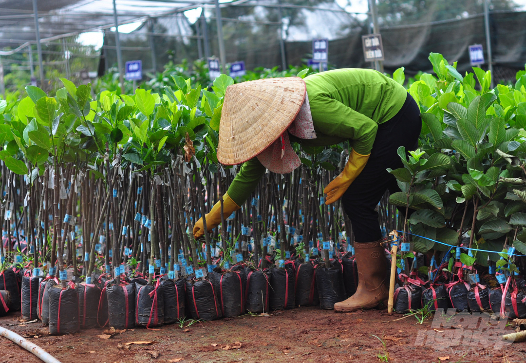 anh-5-cay-giong-084540_957.jpg Để đáp ứng nhu cầu phát triển kinh tế của người dân, WASI cũng nghiên cứu, chọn tạo các loại giống cây ăn trái có giá trị kinh tế cao như sầu riêng, bơ, mít...