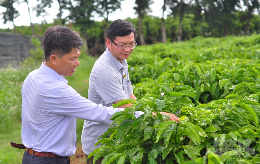 anh-6-cay-giong-084541_17.jpg Viện WASI đang duy trì 3ha diện tích vườn cà phê nhân chồi. Mỗi năm, vườn này đáp ứng khoảng trên 3 triệu chồi phục vụ nhu cầu ghép cải tạo của người dân.