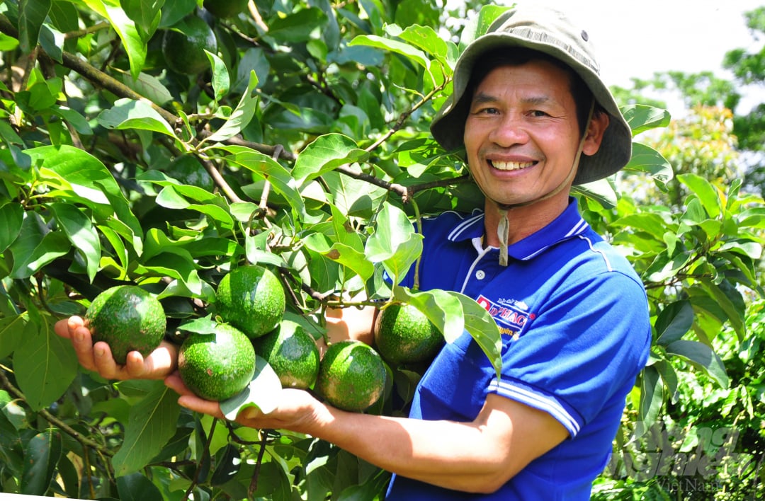 anh-3-bo-145823_555.jpg Ông Xuất chia sẻ: 'Những năm gần đây, giá cà phê sa sút nên các loại cây ăn trái đã giúp gia đình ổn định nguồn thu nhập. Các giống bơ trồng xen là bơ 034, bơ Booth, bơ Pin (Pinkerton), bơ Hass'.