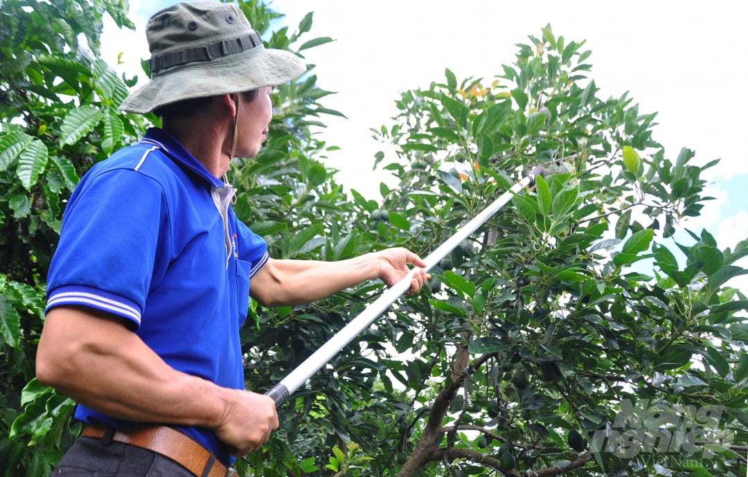 anh-6-bo-145827_821.jpg Trồng cùng lúc 4 giống bơ khác nhau nên gia đình ông Xuất có cơ hội thu hoạch quanh năm. Bơ 034 cho thu hoạch vào tháng 5-6, bơ Booth cho thu hoạch vào tháng 6-7, bơ Pin cho thu từ tháng 8 đến tháng 12. Tiếp đến là bơ Hass cho thu hai vụ với thời gian từ tháng 8-9 một vụ, tháng 1 đến tháng 2 năm sau một vụ.