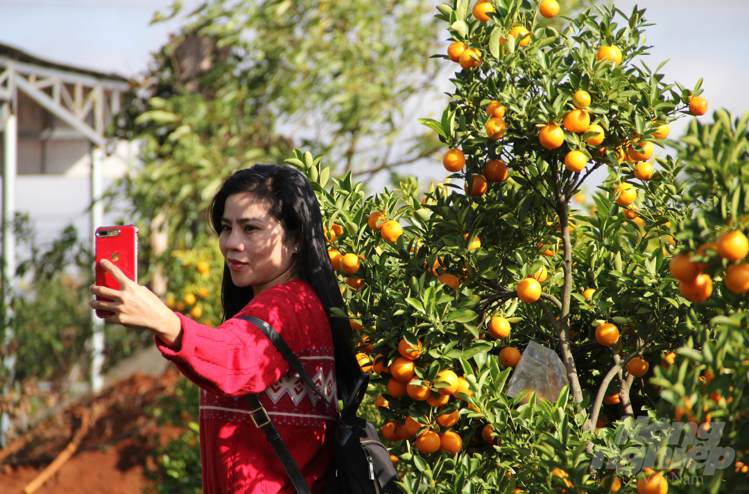 7-082120_627.jpg Nhiều du khách đến thăm quan vườn quất nhà ông Trường rồi lựa chọn những cây ưng ý.
