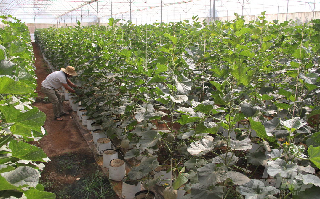 Anh Tạ Văn Rin (phường Khánh Xuân, TP Buôn Ma Thuột, Đăk Lăk) trước là giảng viên Trường Đào tạo nghề Thanh niên dân tộc Đăk Lăk (nay là Trường Cao đẳng Công nghệ Tây Nguyên). Năm 2013, anh Rin nghỉ công việc giảng dạy đến tỉnh Bình Phước và TP.HCM tham khảo mô hình trồng dưa lưới. Sau khi học tập, anh xây dựng khu nhà màng trên 2 sào đất trồng cỏ của gia đình để trồng những giống dưa lưới chất lượng cao từ Nhật Bản, Thái Lan.