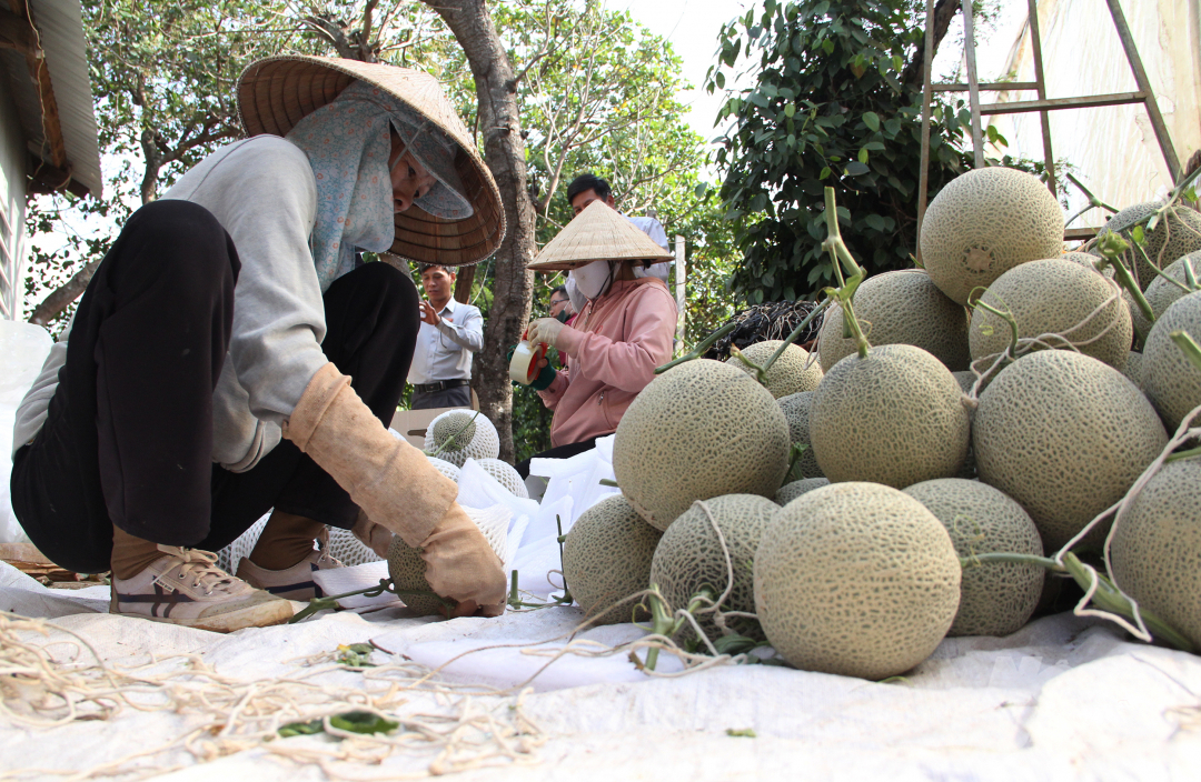 h11-155905_798.jpg Những quả dưa có trọng lượng lớn được thu hoạch, công nhân loại bỏ dây treo, cho vào bọc.