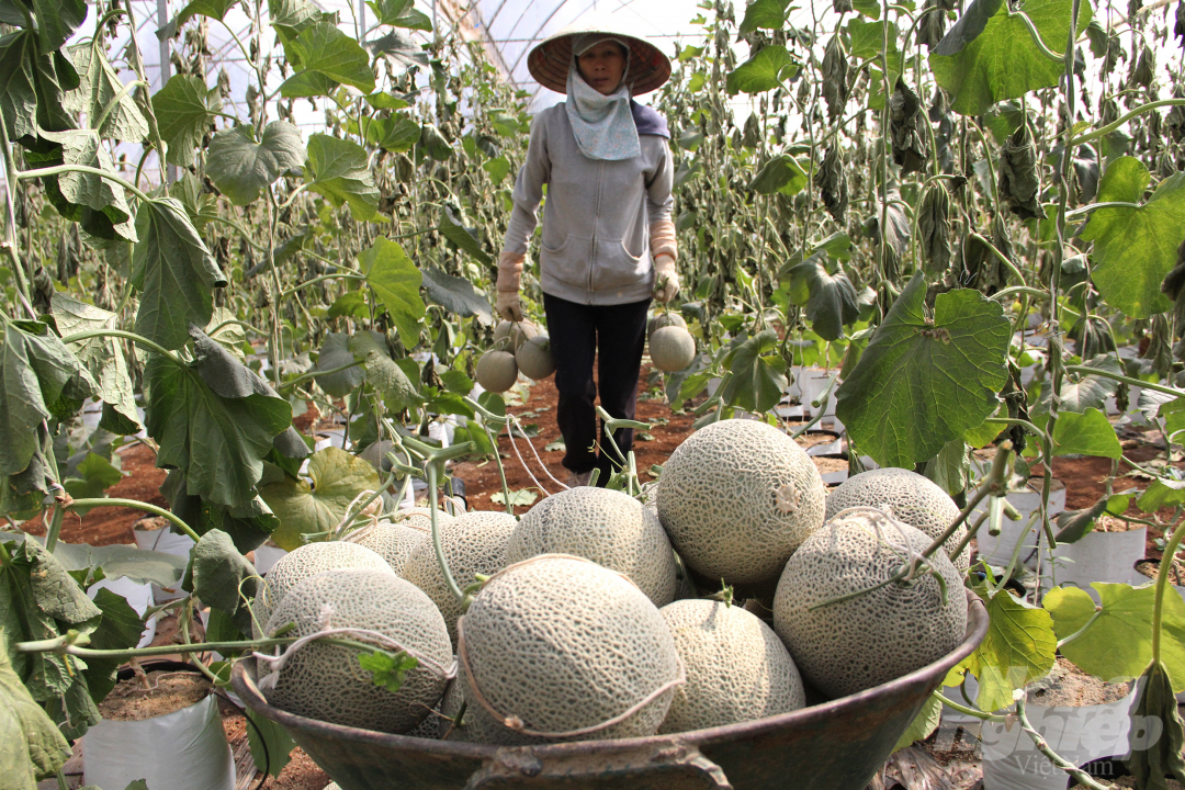 Vào thời điểm thu hoạch, anh Rin thuê thêm nhân công để phụ giúp trong việc cắt dưa, đóng gói giao cho khách hàng.