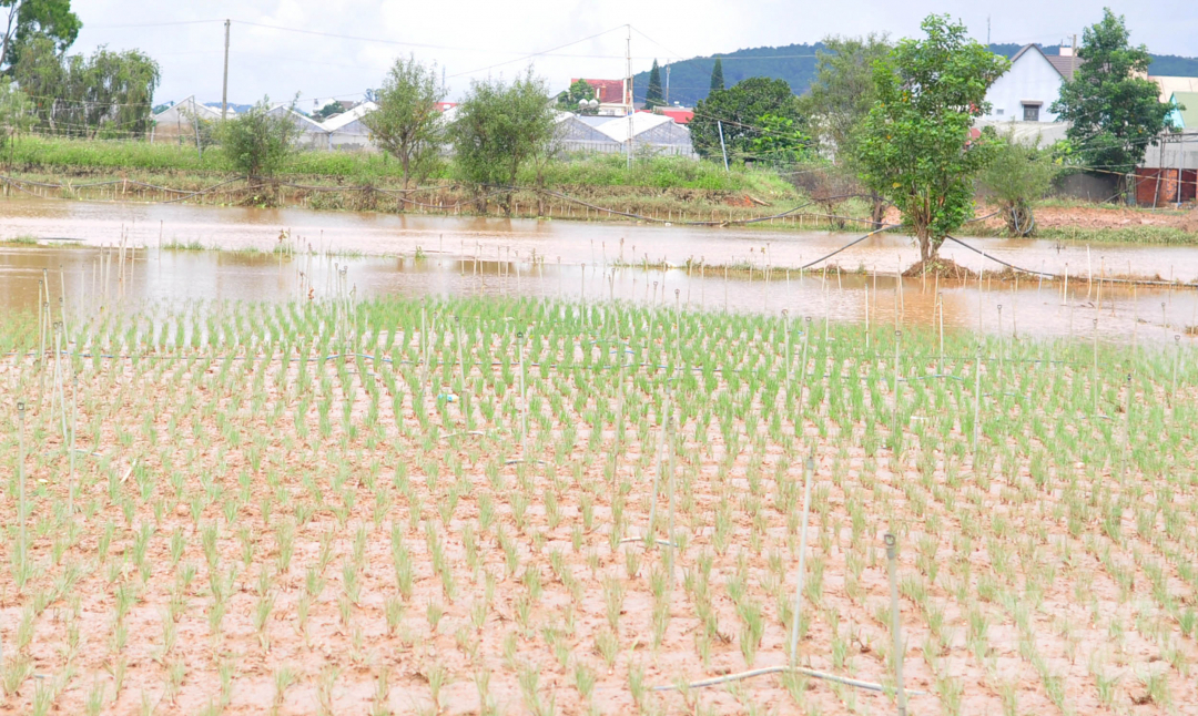 nong-dan-trang-tay-sau-dem-mua-nhu-trut-nuoc-111623_20210709_18.jpg Ông Thái Bình Đông, Phó chủ tịch UBND xã Hiệp An cho biết, hiện tại, nước lũ đang rút và chính quyền địa phương đang tổ chức thống kê thiệt hại.