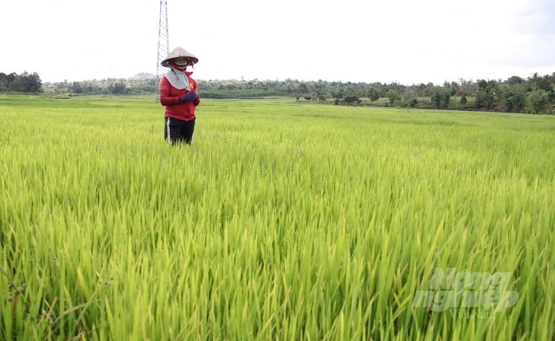 Chị Phạm Thị Hiền (ngụ xã Cư Huê, huyện Ea Kar) cho biết gia đình trồng hơn nửa sào ruộng nhưng hơn 1 tháng qua không có mưa, lượng nước tưới đã hết khiến lúa héo vàng. 'Nếu 10 ngày nữa trời không mưa thì lúa sẽ chết cháy, coi như bỏ', chị Hiền lo lắng.