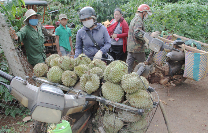 img_0603-164410_480.jpg Huyện Krông Búk hạn chế thương lái thu mua nông sản khiến người dân gặp khó. Ảnh: Quang Yên.