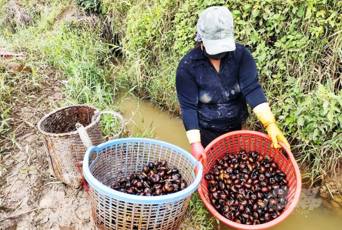 Củ năng hữu cơ được người dân vùng đồng bào dân tộc thiểu số ở xã Pró (huyện Đơn Dương, Lâm Đồng) đưa vào sản xuất, cho hiệu quả kinh tế cao. Ảnh: M.H.