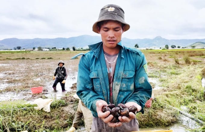 Nhờ củ năng, người dân vùng đồng bào dân tộc thiểu số ở xã Pró cải thiện nguồn thu nhập, vươn lên làm giàu. Ảnh: M.H.