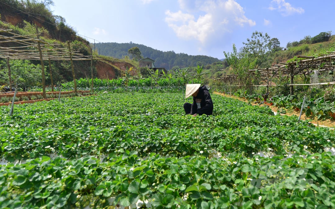 anh-4-dau-bach-tuyet-181353_637.jpg Với 1.000m2 dâu tây, gia đình anh Đỗ Minh Thịnh bỏ vốn đầu tư khoảng 70 triệu đồng. Sau 6 tháng chăm sóc, dâu cho thu hoạch.