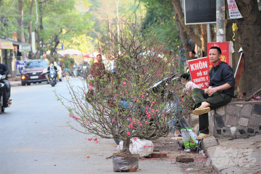 Một người bán đào trên phố Đặng Xuân Bảng (phường Đại Kim, quận Hoàng Mai, Hà Nội) chia sẻ với Báo Nông nghiệp Việt Nam: 'Tôi bắt đầu mang đào đi bán từ ngày 20 tháng Chạp, cho đến bây giờ đã là chiều 30 tết nhưng vẫn chưa hết hàng để về. Mọi năm khách hỏi mua nhiều nhưng năm nay do dịch Covid-19 nên người ta không đi mua mấy, ế ẩm là tình hình chung của những người bán cây cảnh chơi tết như chúng tôi.'