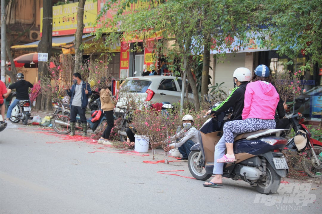 Như những năm trước, nhiều người dân sẽ để đến tận chiều 30 tết mới đi sắm cây cảnh để có thể mua với giá rẻ. Thế nhưng theo ghi nhận của PV báo Nông nghiệp Việt Nam vào chiều 30 năm nay, số lượng người đi mua sắm vô cùng ít ỏi.
