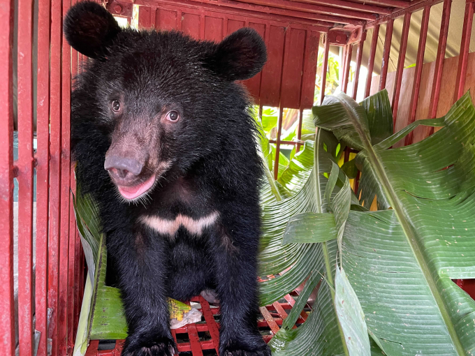 Animals Asia named it 'Wonder'.