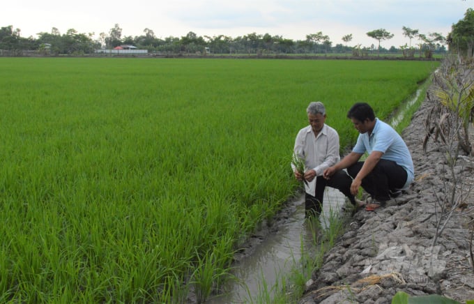 Các tỉnh thành cần bảo vệ sản xuất nông nghiệp, nhất là đối với vụ lúa đông xuân vừa xuống giống.