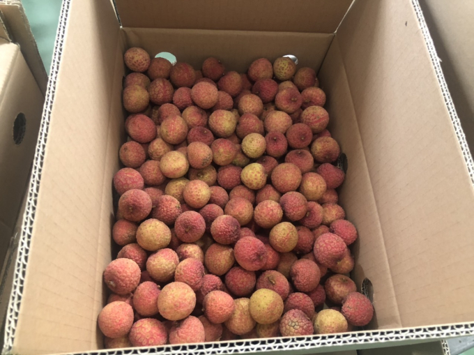 Vải thiều tươi Việt Nam bán tại hệ thống siêu thị Nhật Bản với giá trung bình 8 - 12 USD/kg đã hết hàng ngay trong ngày đầu tiên mở bán. Ảnh: Ppd.