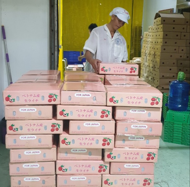 Năm 2020 Việt Nam dự kiến xuất khẩu sang thị trường Nhật Bản khoảng 100 tấn vải thiều tươi. Ảnh: Ppd.