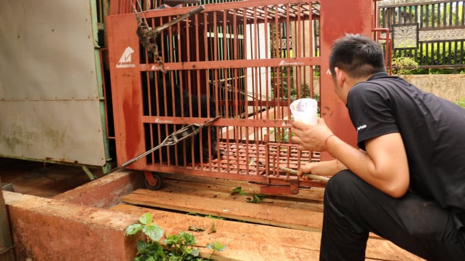 ghep-long-va-du-gau-tu-buoc-sang-bang-do-ngot-162727_6.jpg Dự tính sẽ mất khoảng 3 ngày với quãng đường 1.100 km để di chuyển gấu Hoa Gạo từ Gia Lai về Trung tâm Cứu hộ Gấu Việt Nam tại VQG Tam Đảo, Vĩnh Phúc. Ảnh: AAF.