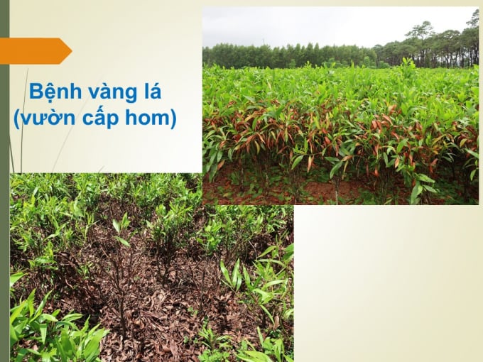 tinh-hinh-benh-chet-heo-cay-keo-va-khuyen-cao-giai-phap-xu-ly-125113_20200716_281.jpg