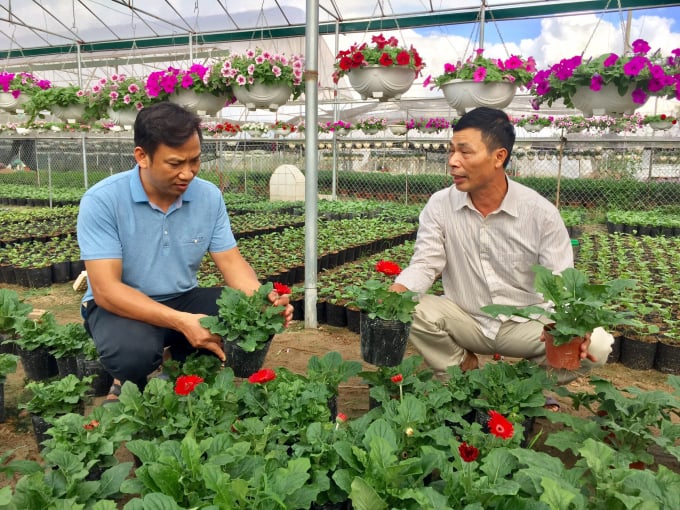 anh-1-hien-tai-ong-oanh-cung-cap-ra-thi-truong-40--50-van-cay-giong-hoa-dong-tien-lan-dai-chau-cho-doanh-thu-5-ty-dong-tren-nam-145935_120.jpg Ông Phan Ngọc Oanh cho biết cây được nhận giống bằng phươngpháp nuôi cấy mô có ưu điểm sạch bệnh, thừa hưởng đặc tính như cây cây mẹ. Ảnh: Hoàng Dân.