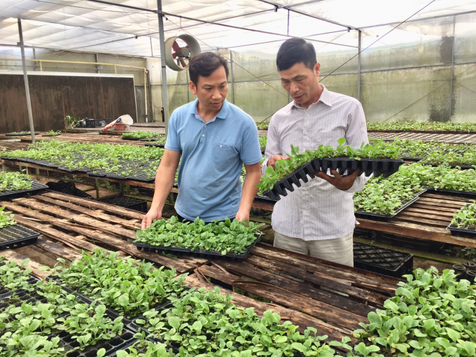 anh-4-ong-phan-ngoc-oanh-cho-biet-cay-duoc-nhan-giong-bang-phuong-phap-nuoi-cay-mo-co-uu-diem-sach-benh-thua-huong-dac-tinh-nhu-cay-cay-me-145741_298.jpg Hiện tại ông Oanh cung cấp ra thị trường 40 - 50 vạn cây giống hoa đồng tiền, lan đai châu cho doanh thu 5 tỷ đồng/năm. Ảnh: Hoàng Dân.