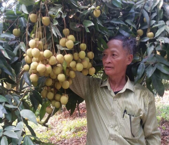 Vải trứng chín sớm của xã Phan Sào Nam, huyện Phù Cừ. Ảnh: TL.