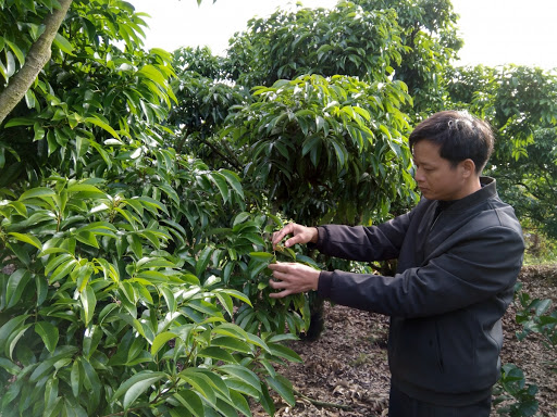 Vai trò của chăm sóc và cung cấp đầy đủ, cân đối dinh dưỡng đóng vai trò quyết định đến thành công của các nhà vườn trồng vải, nhãn. Ảnh: TL.