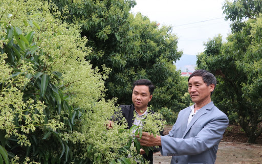 Phân lân nung chảy Văn Điển và phân đa yếu tố NPK Văn Điển cung cấp đầy đủ, cân đối các chất dinh dưỡng cho cây nhãn, vải đậu quả tỉ lệ cao, chất lượng tốt. Ảnh: TL.