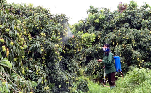 Nên tưới vào chiều mát để tránh sốc nhiệt và giảm nhẹ sự thay đổi đột ngột về ẩm độ đất sẽ hạn chế phần nào hiện tượng nứt vỏ quả nhãn, vải. Ảnh: TL.