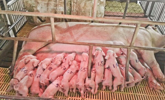 z2495363973279_aed5ba9a1d3aca54113b360be4d98c2e-145552_787.jpg Năng suất sinh sản vượt trội của nái lai Đan Mạch GP-D12 do Công ty Nông nghiệp Giá Tốt nhập khẩu.