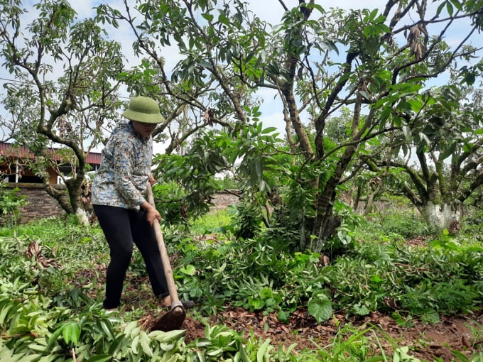 1593505263876_20200626_095439-115032_923.jpg Cây nhãn, vải ngoài NPK còn cần rất nhiều chất trung, vi lượng khác để dưỡng cây, nuôi quả. Ảnh: ST.