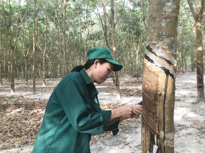 A worker collects rubber latex in Binh Long Rubber Ltd Company in the central province of Bình Phuoc. Photo: Thanh Son.